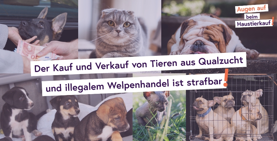 Qualzucht Kampagne Augen auf beim Haustierkauf